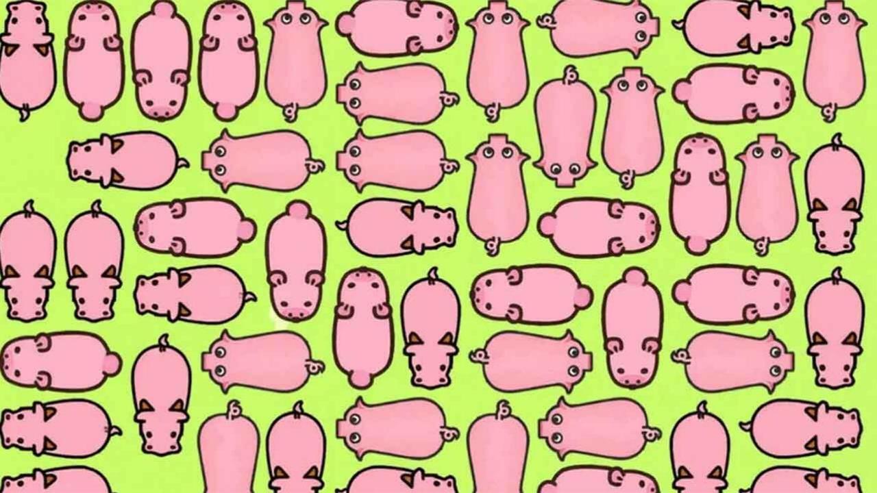 精彩截图-营救猪猪消除2026官方新版